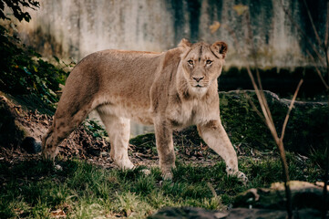 Portrait einer Löwin in einem Freigehege in einem Tierpark