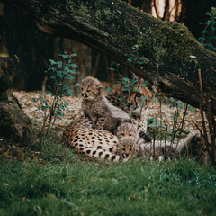 Gepardin (Acinonyx jubatus) mit ihren kleinen Jungtieren in einem Freigehege in herbstlicher...