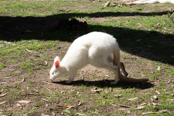 The albino wallaby has a white body with pink ears, nose, eyes and claws