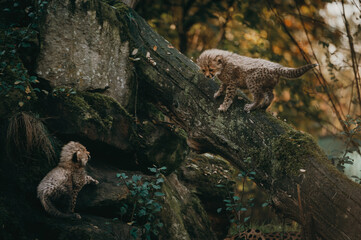 Gepardenbabies (Acinonyx jubatus) spielen miteinander auf der Wiese eines Freigeheges in...