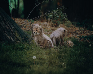 Gepardenbabies (Acinonyx jubatus) spielen miteinander auf der Wiese eines Freigeheges in...
