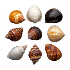 Collection of assorted colorful seashells on transparent background