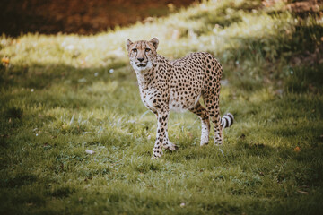 Gepardin (Acinonyx jubatus) in einem Freigehege in herbstlicher Atmosphäre