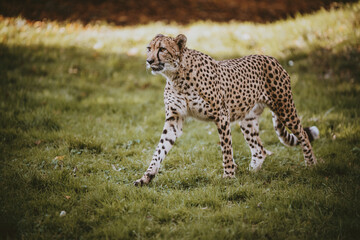 Gepardin (Acinonyx jubatus) in einem Freigehege in herbstlicher Atmosphäre