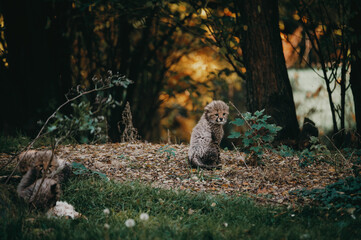 Kleines Gepardenbaby (Acinonyx jubatus) allein in der Abendsonne