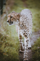 Portrait einer laufenden Gepardin (Acinonyx jubatus) in einem Freigehege