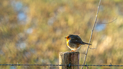 robin bird perched on a wooden pole in wintertime