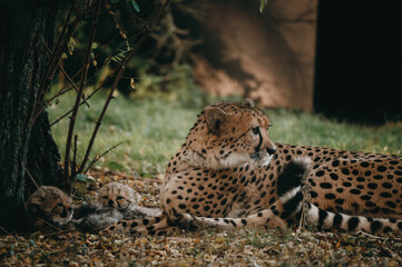 Gepardenmutter mit ihren Babies (Acinonyx jubatus) unter einem Baum in einem Freigehege in...