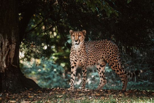 Portrait eines m&auml;nnlichen Geparden (Acinonyx jubatus) in einem Freigehege
