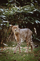 Portrait eines männlichen Geparden (Acinonyx jubatus) in einem Freigehege