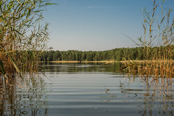 Small forest lake "Ummis" in Lilaste, Latvia on sunny summer day
