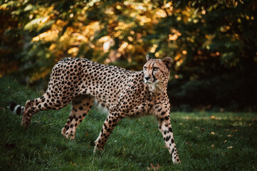 Portrait eines männlichen Geparden (Acinonyx jubatus) in einem Freigehege © Michael