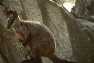 The southern Brush-tailed Rock-wallaby has a characteristic, long, dark tail that is bushier...