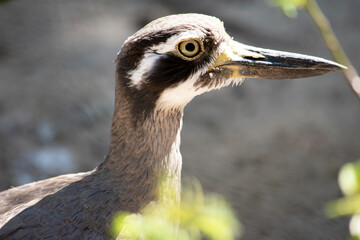 The bush stone curlew has grey-brown feathers with black streaks, a white forehead and eyebrows, a broad, dark-brown eye stripe and golden eyes