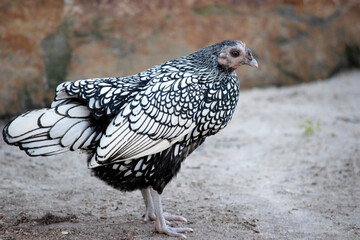 Wyandottes are friendly, calm, and cold hardy. Hens lay on average 200 light brown eggs per year.