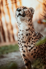 Portrait eines männlichen Geparden (Acinonyx jubatus) in einem Freigehege