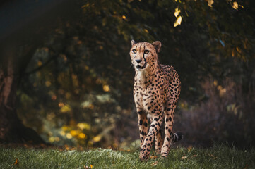 Portrait eines männlichen Geparden (Acinonyx jubatus) in einem Freigehege