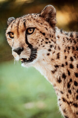 Portrait eines männlichen Geparden (Acinonyx jubatus) in einem Freigehege