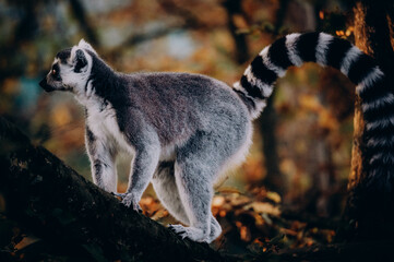 Portrait von einem Katta (Lemur catta) in herbstlicher Abendsonne einem Freigehege