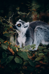Obraz premium Close Up von einem Katta (Lemur catta) in herbstlicher Atmosphäre in einem Freigehege