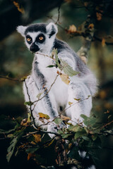 Close Up von einem Katta (Lemur catta) in herbstlicher Abendsonne einem Freigehege