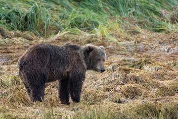 Alaskan Kodiak Bear looking back