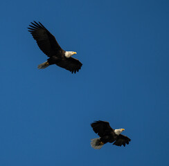 Two adults bald eagles against the blue sky