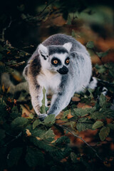 Porträt von einem Katta (Lemur catta) auf einem herbstlichen Baum sitzend in einem Freigehege