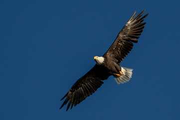 Fototapeta premium Close up of an adult bald eagle flying