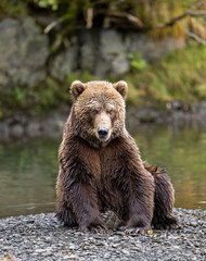 Kodiak bear resting after eating