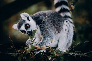 Close Up von einem Blätter fressenden Katta (Lemur catta) in herbstlicher Abendsonne einem Freigehege