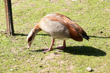 Egyptian geese have long necks, long pink legs, a pink bill and brown eye patches encircling each eye.