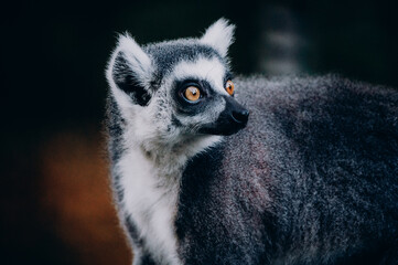 Close Up von einem Katta (Lemur catta) in herbstlicher Abendsonne einem Freigehege