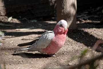 The Galah has a pale silver to grey back, a pale grey rump, a pink face and breast, and a light pink mobile crest.