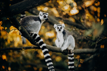 Drei Kattas (Lemur catta) sitzen in herbstlicher Abendsonne einem Freigehege in einem Baum