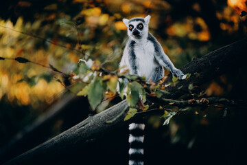 Portrait von einem Katta (Lemur catta) in herbstlicher Abendsonne einem Freigehege