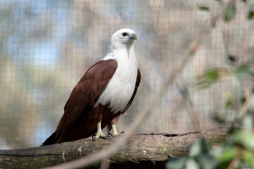The brahminy kite is distinctive and contrastingly coloured, with chestnut plumage except for the...