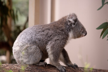 the Koala has a large round head, big furry ears and big black nose. Their fur is usually grey-brown in color with white fur on the chest, inner arms, ears and bottom.