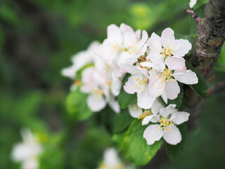 A tree with white flowers is in the foreground. The tree is surrounded by green leaves and branches. The flowers are in full bloom, and the tree is in a lush, green environment. Soft and airy look