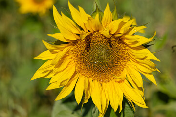 Close-up of a vibrant sunflower in full bloom under bright sunlight with intricate seed pattern, showcasing natural beauty and summer warmth. Concept of growth, nature and the beauty of flora