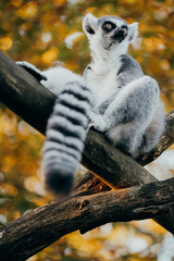 Close Up von einem Katta (Lemur catta) in herbstlicher Abendsonne einem Freigehege