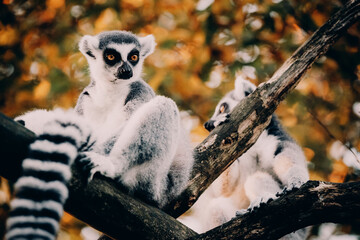 Close Up von einem Katta (Lemur catta) in herbstlicher Abendsonne einem Freigehege