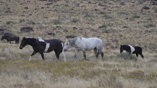 Wild horses grazing in the Utah desert near Simpson Springs.