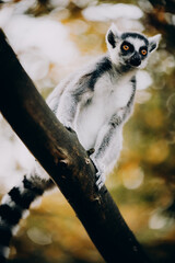 Portrait von einem Katta (Lemur catta) in herbstlicher Abendsonne einem Freigehege