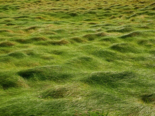 A field of grass with a few patches of brown. The grass is tall and the field is mostly green. Wild nature with uneven structure. Calm and relaxing mood.