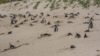 African penguins lying and sitting on a beach in Cape Town