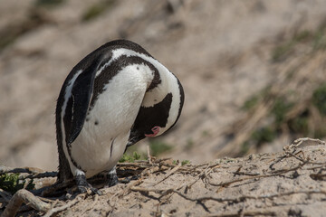 African penguin on a beach in Cape Town