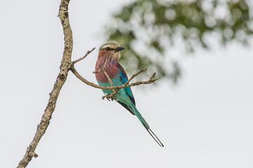 Lilac breasted roller on a branch