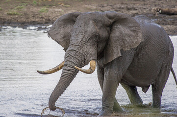 Obraz premium Large african elephant bull in a dam