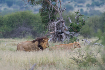 Lion and lioness walking in the african bush